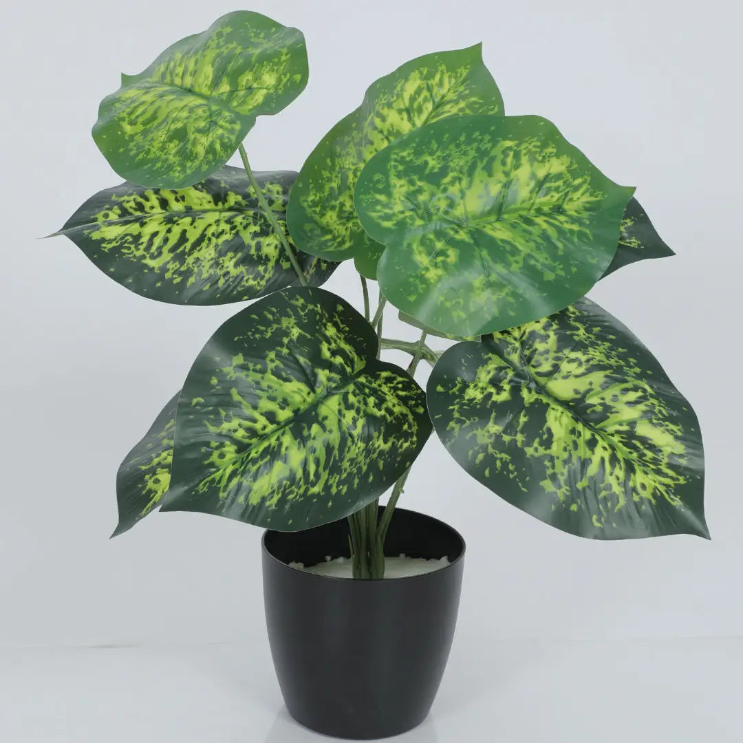 Dieffenbachia Plant with Pot - Artificial Plant
