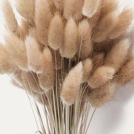 Brown Dried Bunny Tail Flowers - Vase Filler Decor
