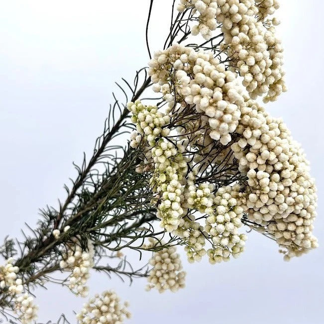 White Rice Flower Dried Bunch - Natural Decor