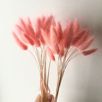 Natural Bunny Tail Dried Flowers for Home Decor