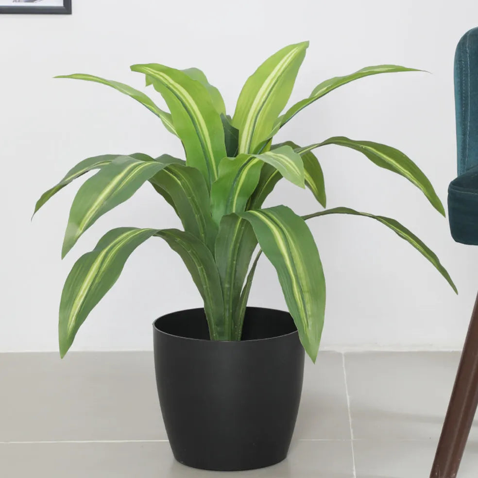 Dracaena Reflexa Decorative Plant with Pot - Artificial Plant