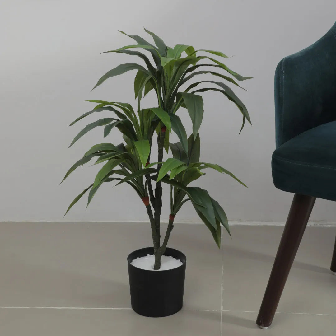 Dracaena Reflexa Tree and Plant with Pot - Artificial Plant