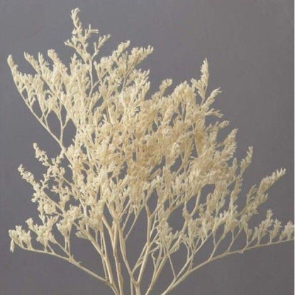 White Lace Dried Limonium Flower Decor Bunch