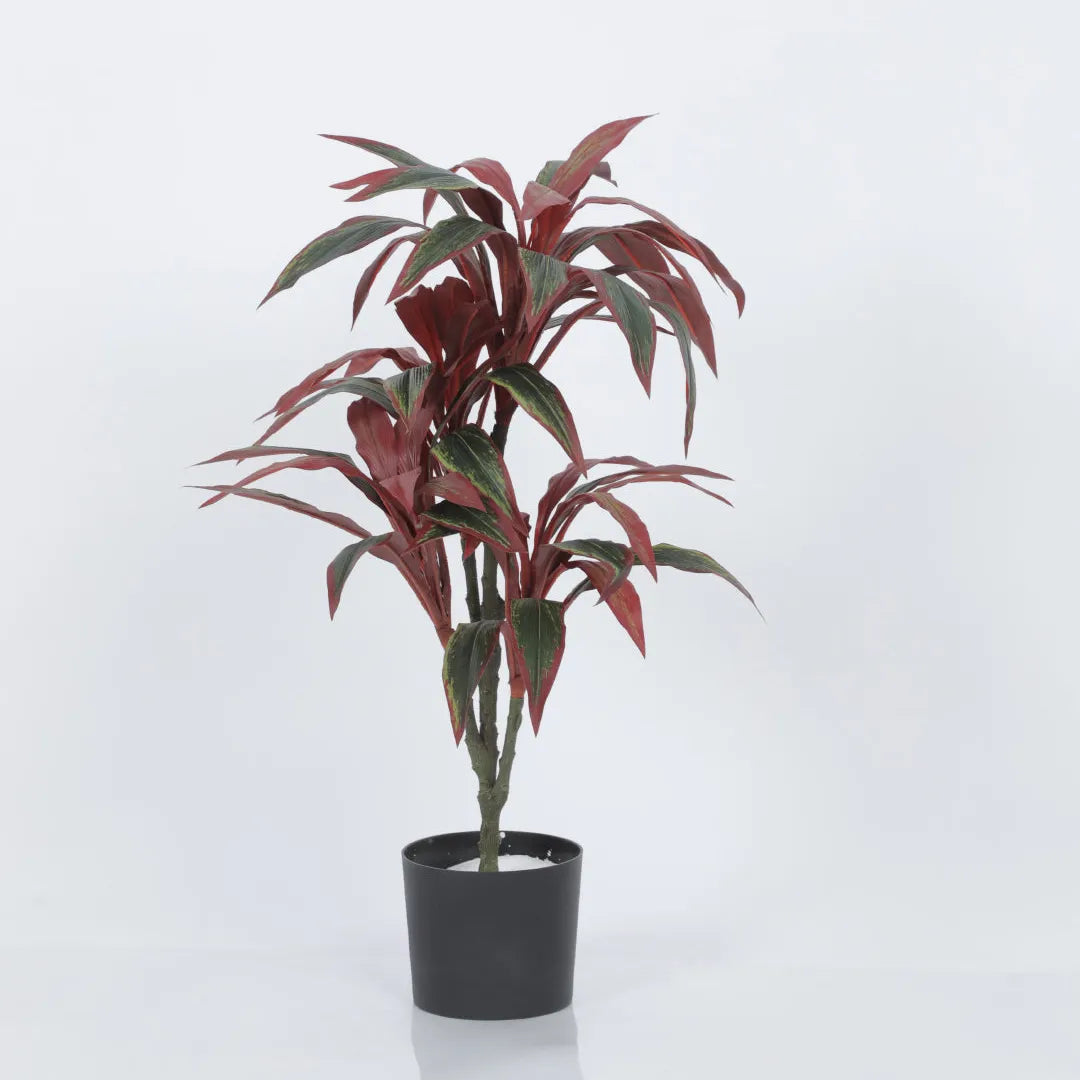 Dracaena Reflexa Tree and Plant with Pot - Artificial Plant