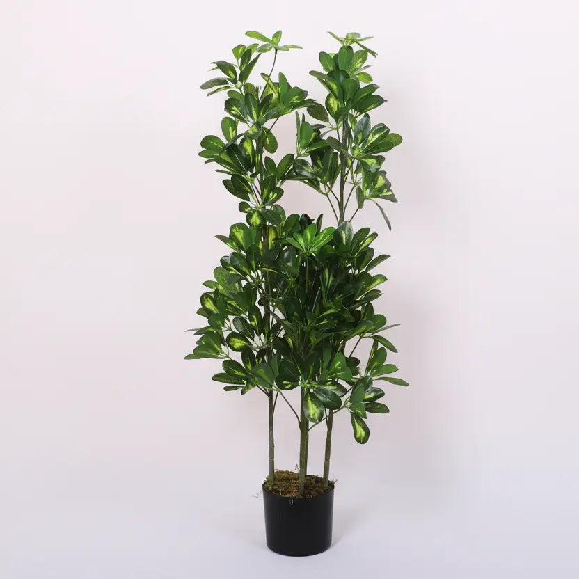 Schefflera Plant Tree with Pot for Interiors - Artificial Plant