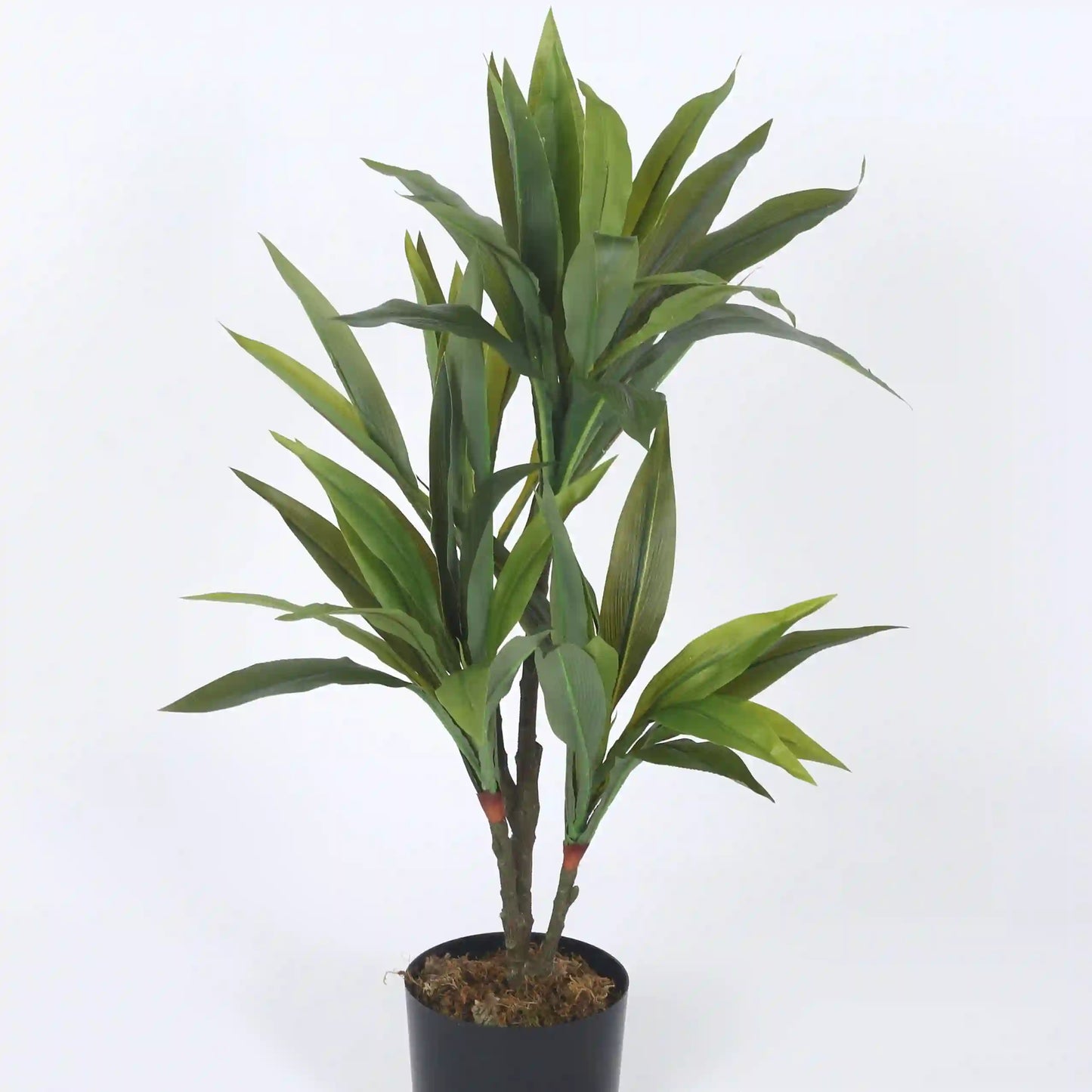 Dracaena Reflexa Tree and Plant with Pot - Artificial Plant