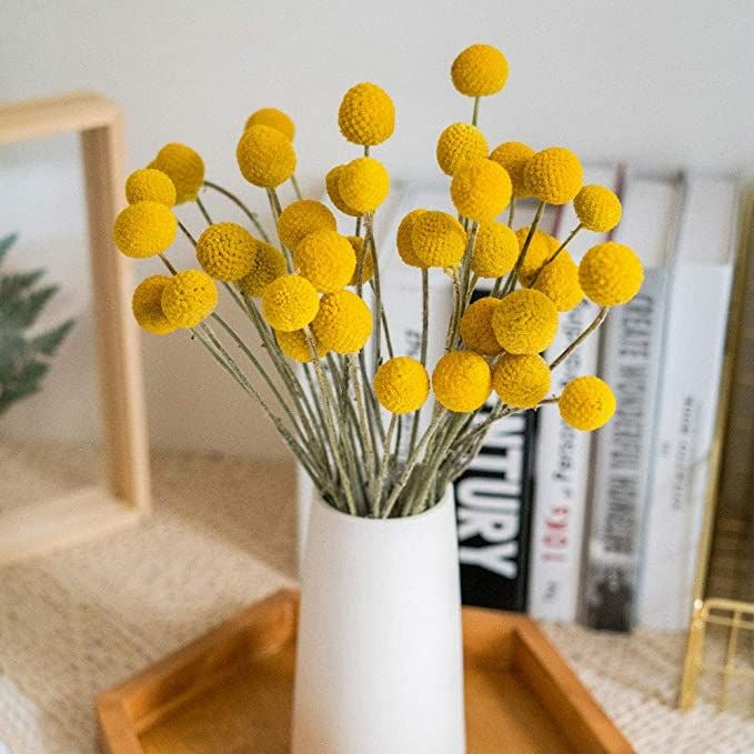 Yellow Billy Balls Dried Flower Stems - Set of 10