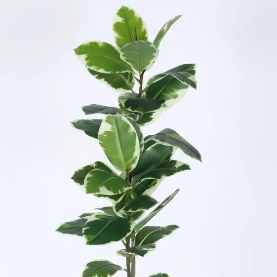 Rubber Foliage Floor Plant with Pot - Artificial Plant
