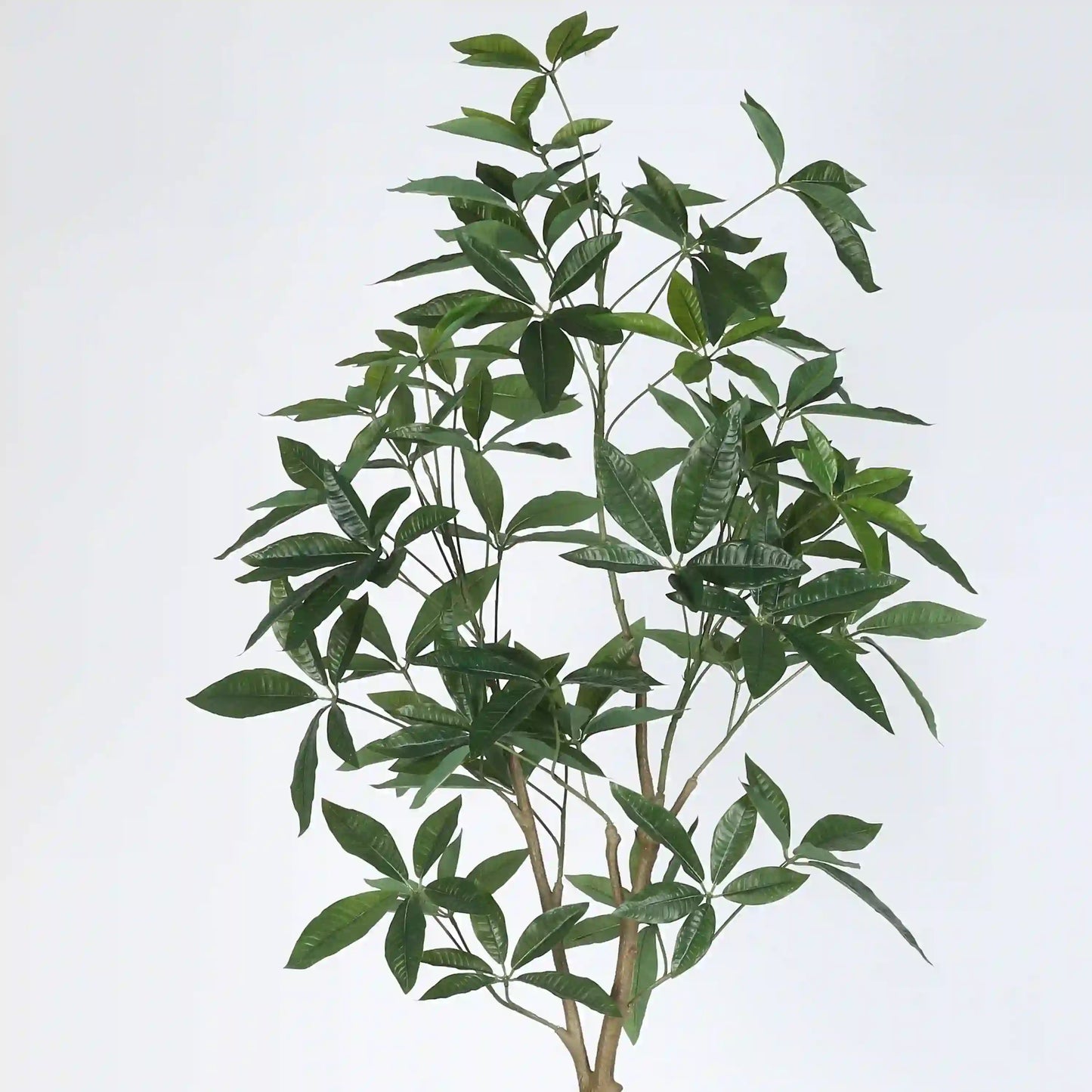Guiana Chestnut Plant with Pot - Artificial Plant