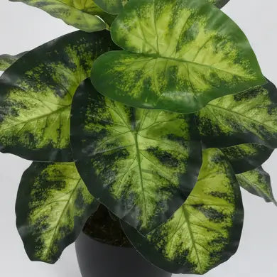 Compact Dieffenbachia Plant with Pot for Decor - Artificial Plant