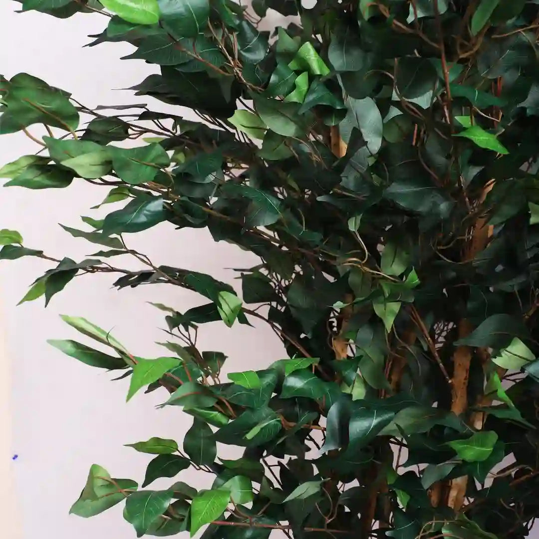 Ficus Plant with Pot for Home and Office Decor - Artificial Plant