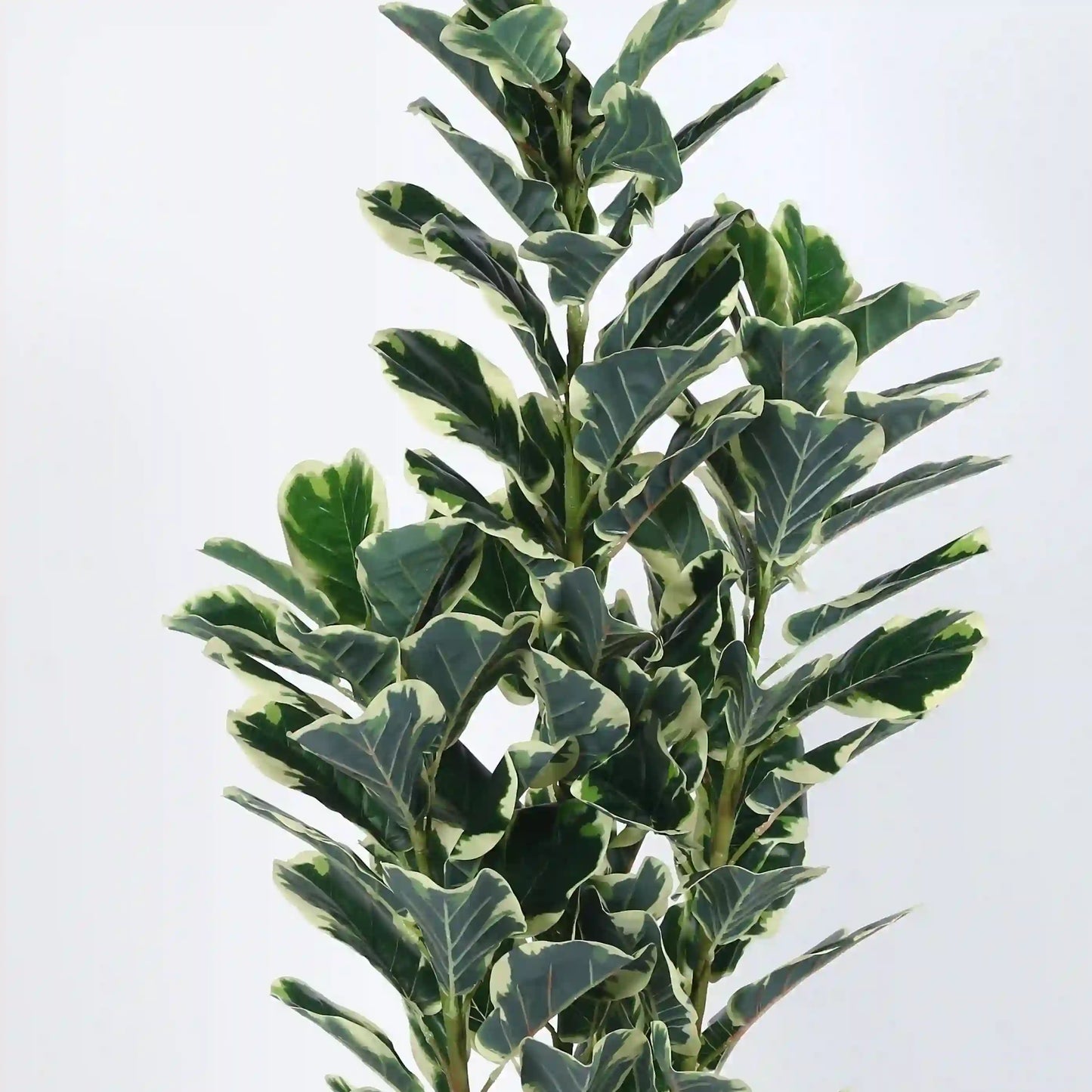 Fiddle Leaf Fig Plant with Pot for Living spaces - Artificial Plant