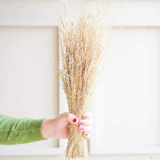 Star Grass Dried Flower Bunch Home Decor