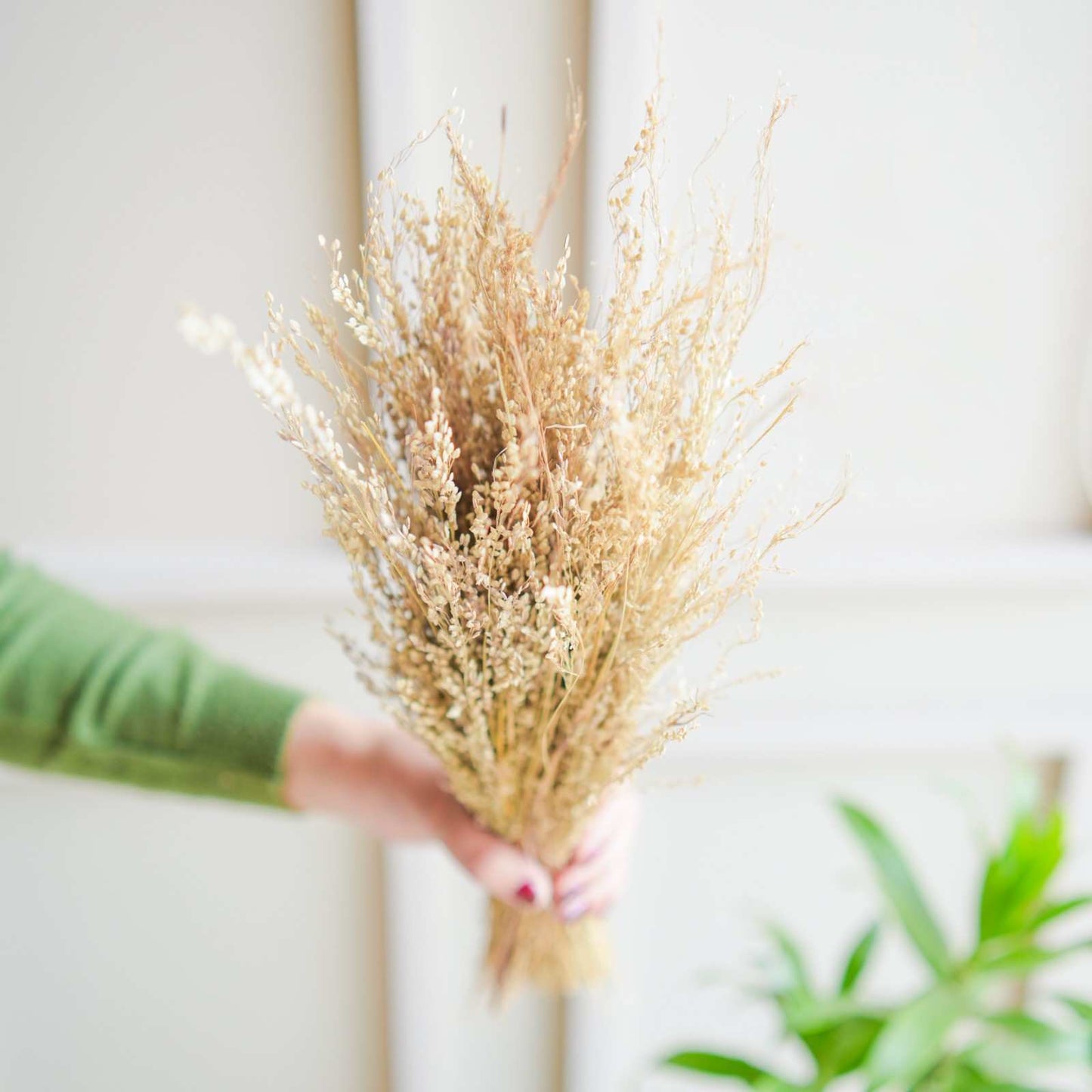 Star Grass Dried Flower Bunch Home Decor