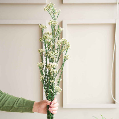 White Rice Flower Dried Bunch Home Decor