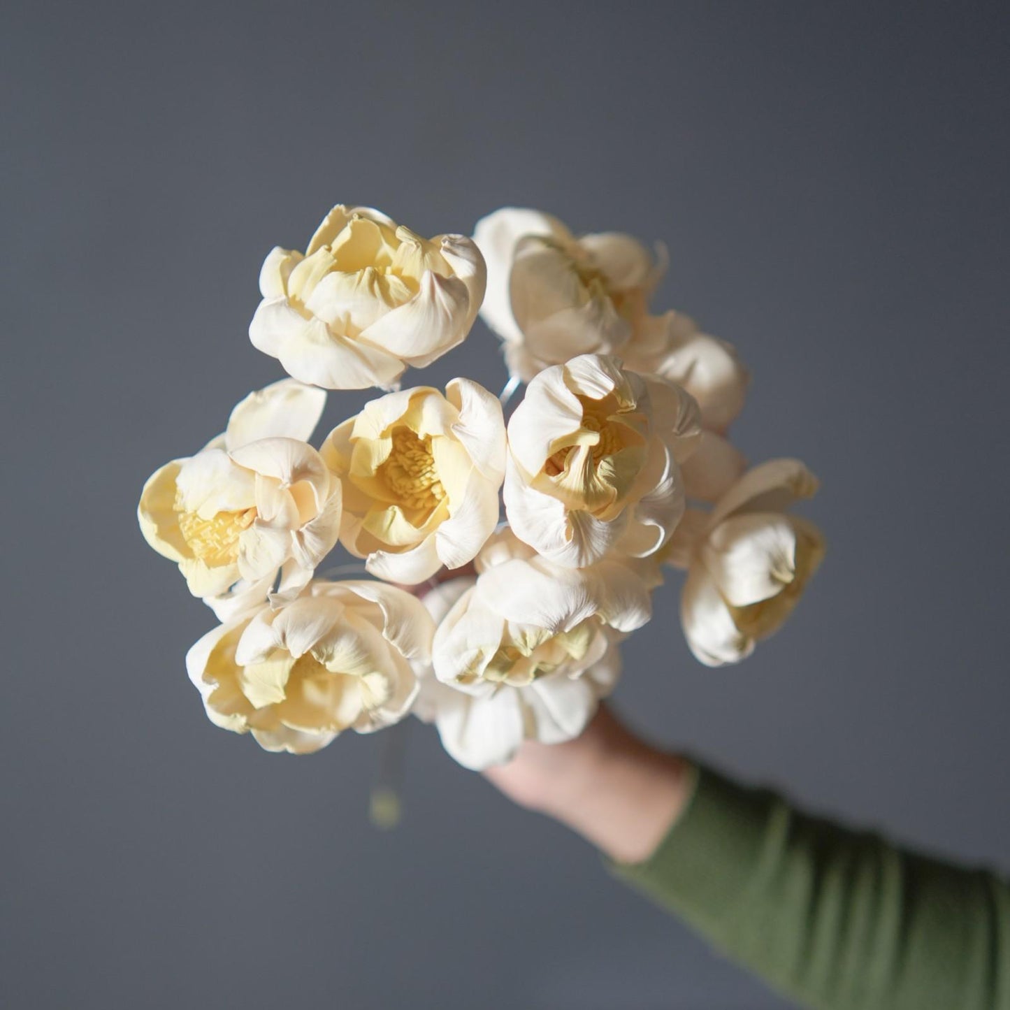 Dual Shade Sola Peony Dried Flower Bunch