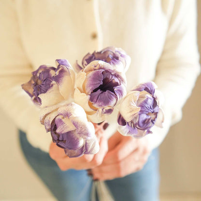 Dual Shade Sola Peony Dried Flower Bunch