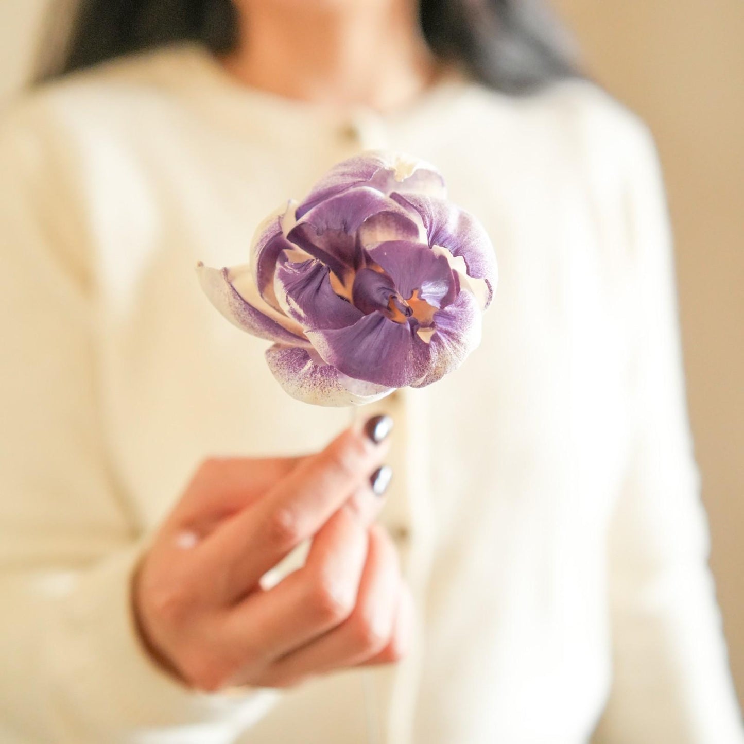 Dual Shade Sola Peony Dried Flower Bunch