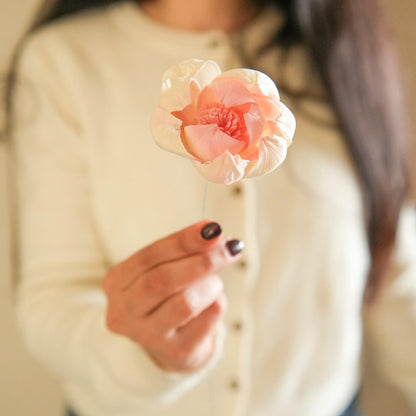 Dual Shade Sola Peony Dried Flower Bunch