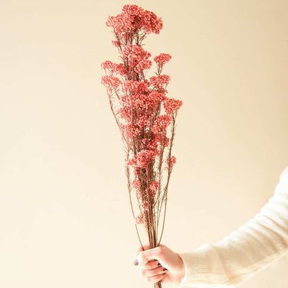 Rice Flower Dried Bunch Home Decor Accent