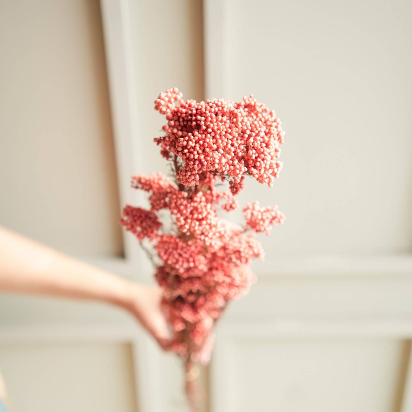 Rice Flower Dried Bunch Home Decor Accent
