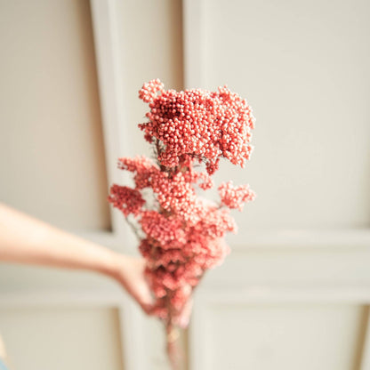 Rice Flower Dried Bunch Home Decor Accent