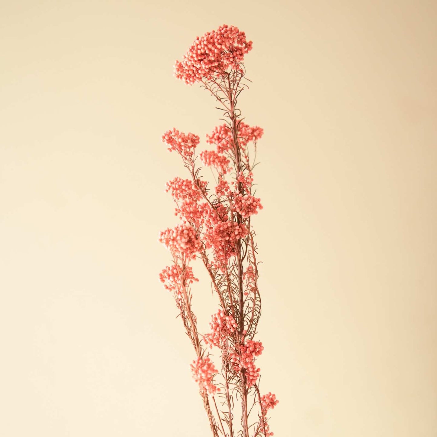 Rice Flower Dried Bunch Home Decor Accent