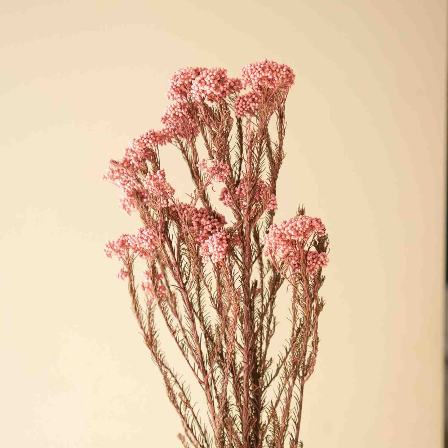 Rice Flower Dried Bunch Home Decor Accent