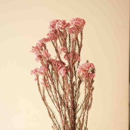 Rice Flower Dried Bunch Home Decor Accent