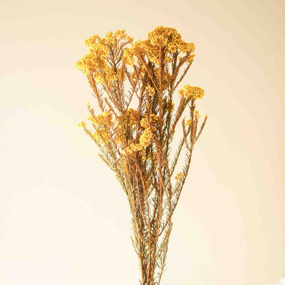 Rice Flower Dried Bunch Home Decor Accent