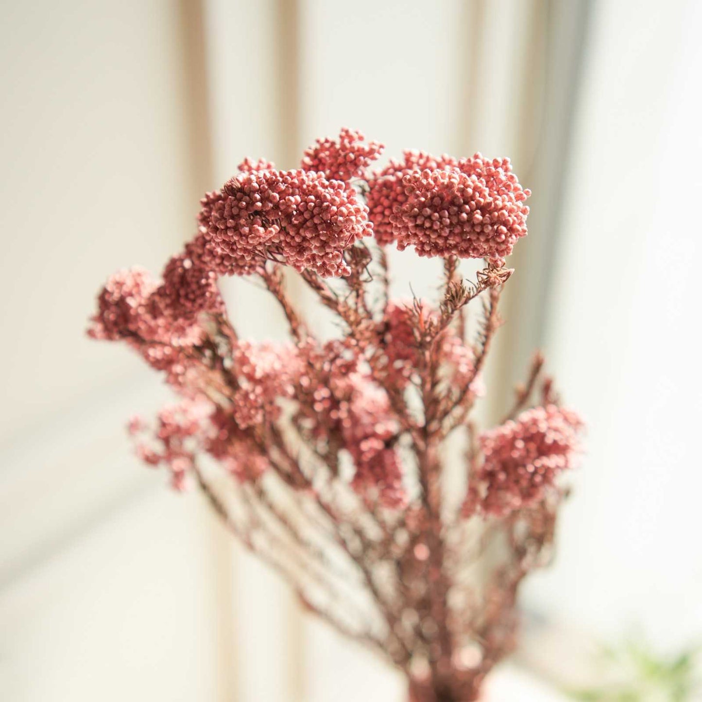 Rice Flower Dried Bunch Home Decor Accent