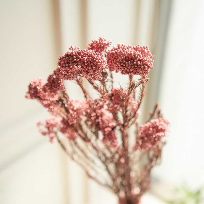 Rice Flower Dried Bunch Home Decor Accent