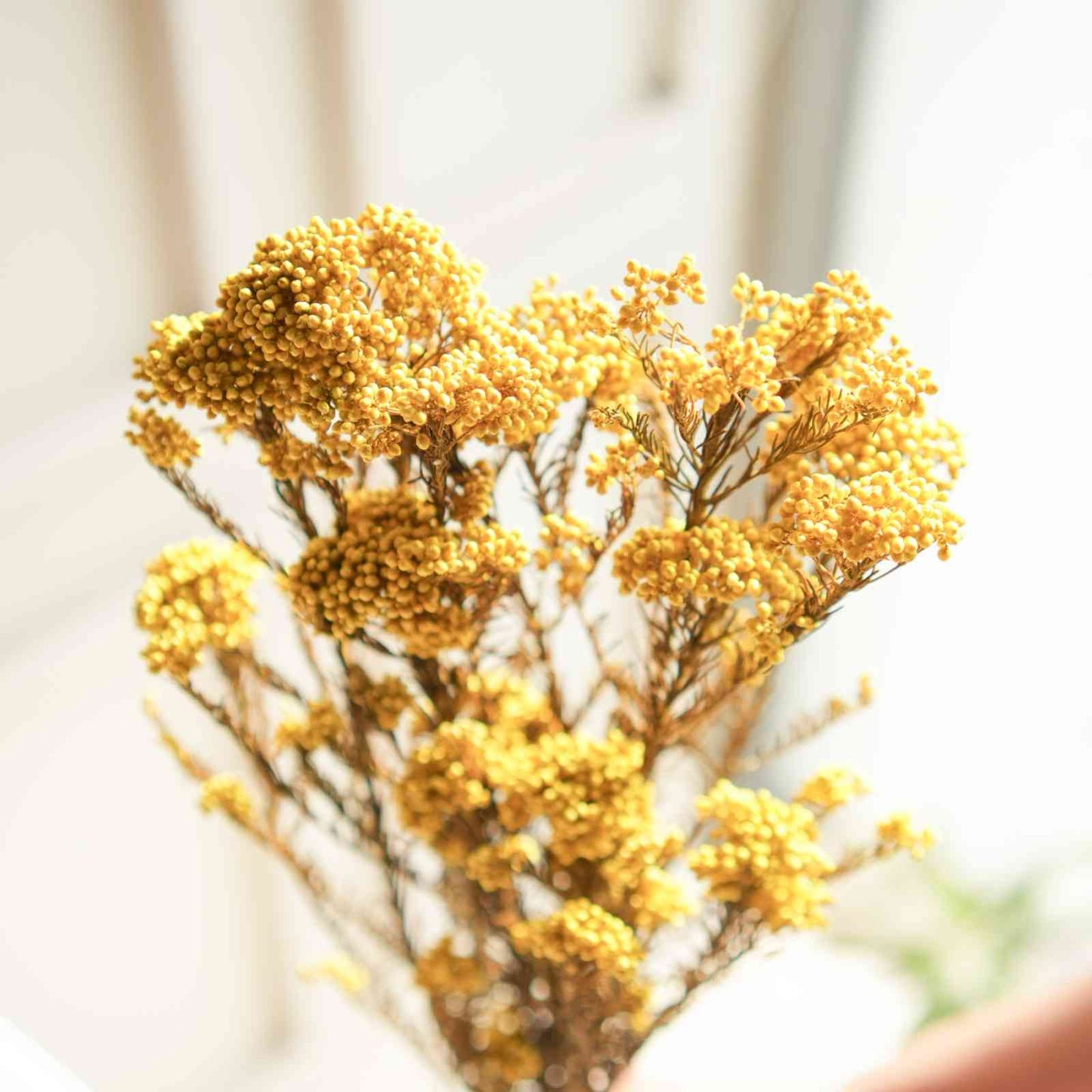 Rice Flower Dried Bunch Home Decor Accent