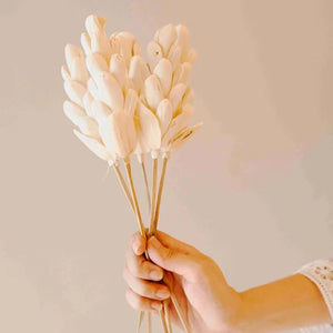 Dried Flowers