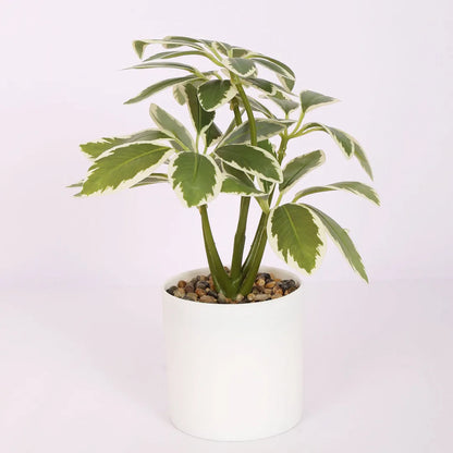 Schefflera Bonsai Artificial Plant with Pot - Home Decor