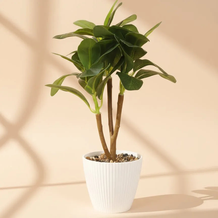 Faux Ficus Bonsai Plant With White Pot - Artificial Plant