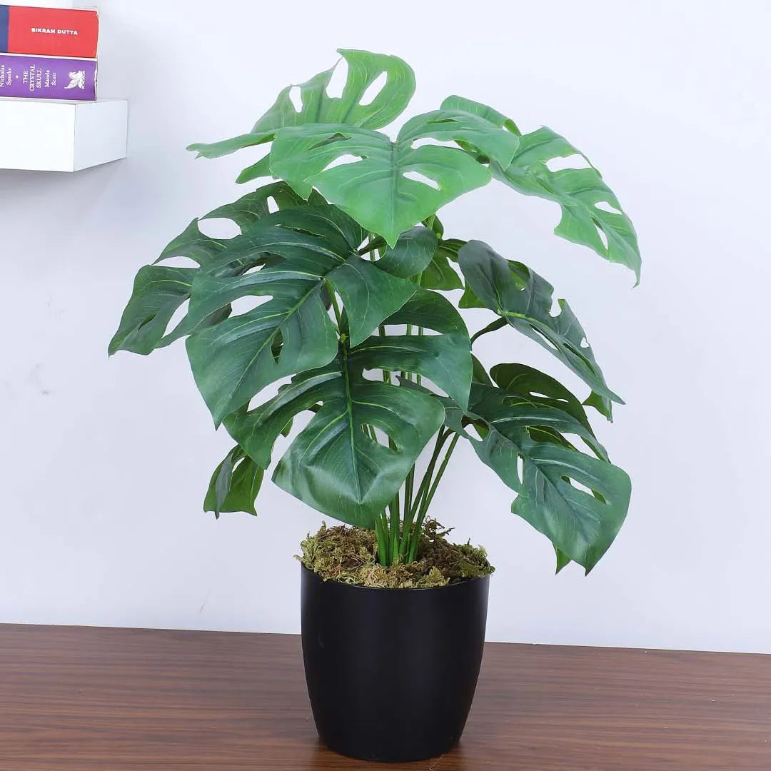 Tropical Monstera Plant with Pot - Artificial Plant