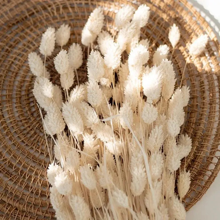 Elegant White Dried Phalaris  - 30 Stems