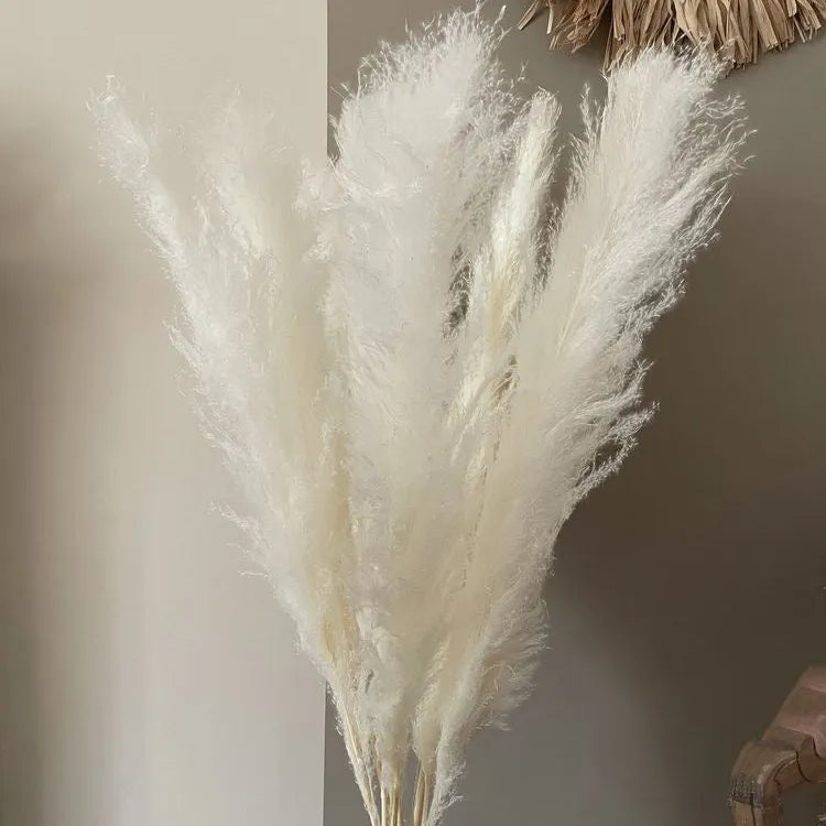 White XL Pampas Grass Stems - Modern Home Decor