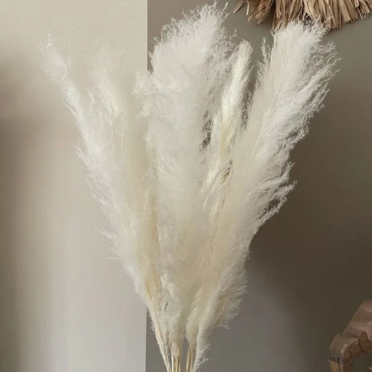 White XL Pampas Grass Stems - Modern Home Decor