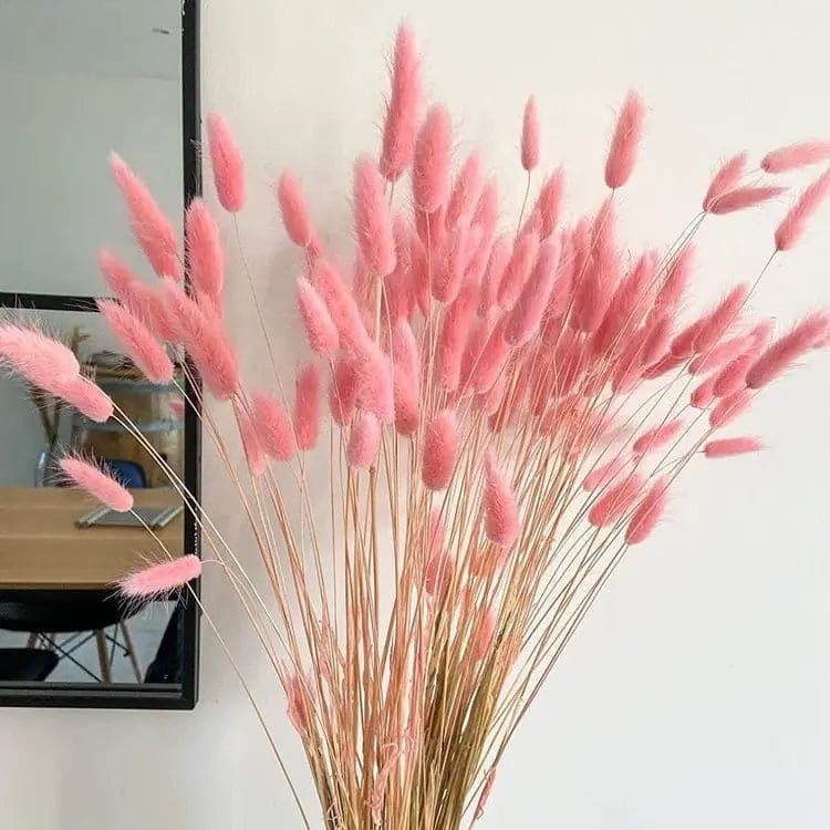 Natural Bunny Tail Dried Flowers for Home Decor