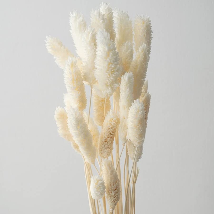 Elegant White Dried Phalaris  - 30 Stems