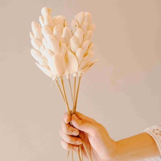 Natural Akondo Dried Flower Sticks