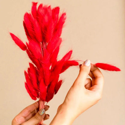 Dried Bunny Tail Bunch - Colorful Decor