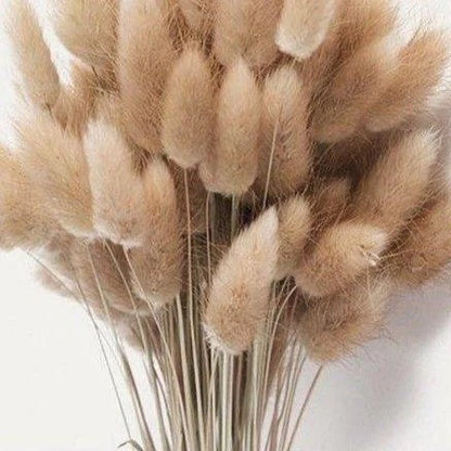 Brown Dried Bunny Tail Flowers - Vase Filler Decor