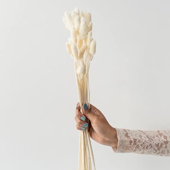 Elegant White Dried Phalaris  - 30 Stems