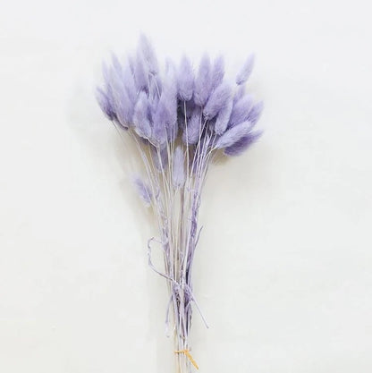 Dried Bunny Tail Bunch - Colorful Decor