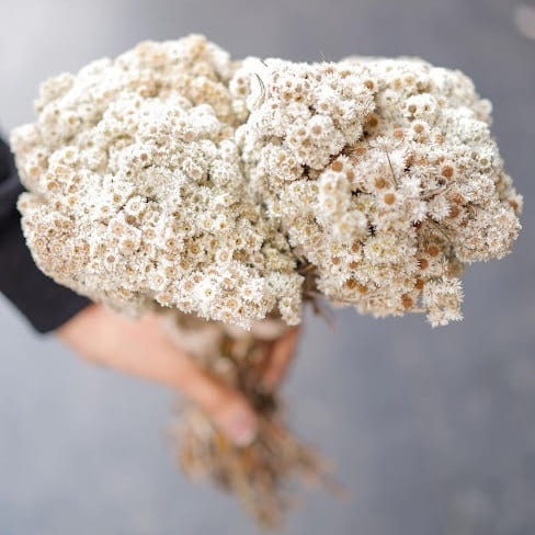 Natural White Daisies Bunch - Dried Flower Decor