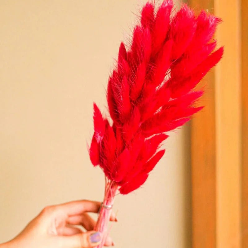 Dried Bunny Tail Bunch - Colorful Decor