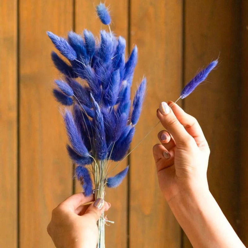 Dried Bunny Tail Bunch - Colorful Decor